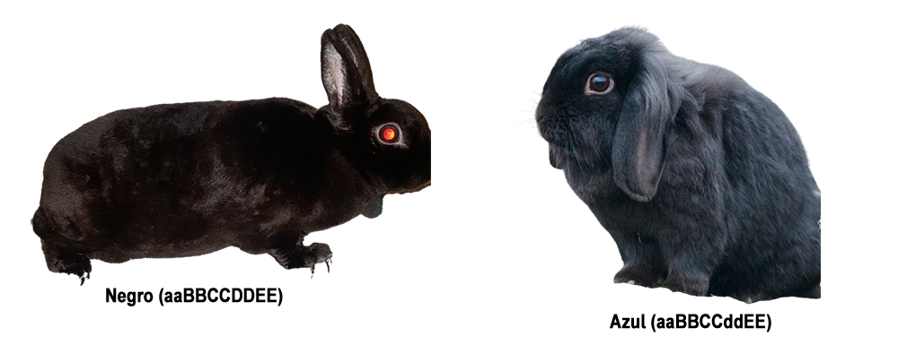 Conejo negro y azul